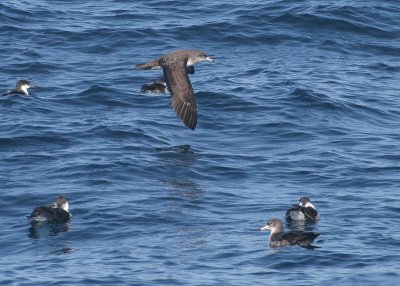 Pink-footed and Buller's Shearwaters