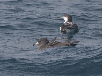 Flesh-footed and Buller's Shearwaters