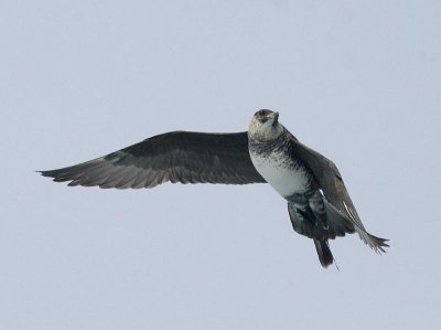 Pomarine Jaeger