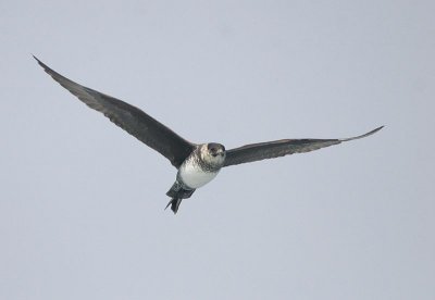 Pomarine Jaeger