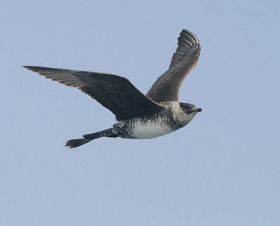 Pomarine Jaeger