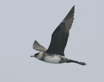 Pomarine Jaeger