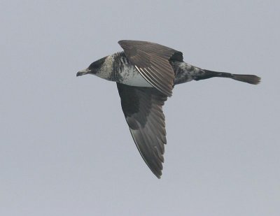 Pomarine Jaeger