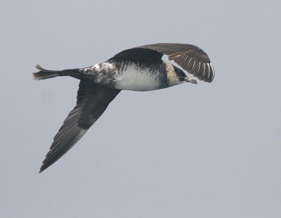 Pomarine Jaeger