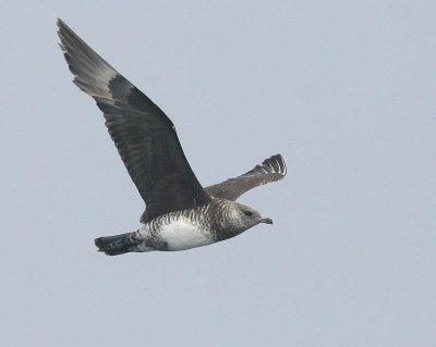 Pomarine Jaeger