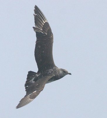 Pomarine Jaeger