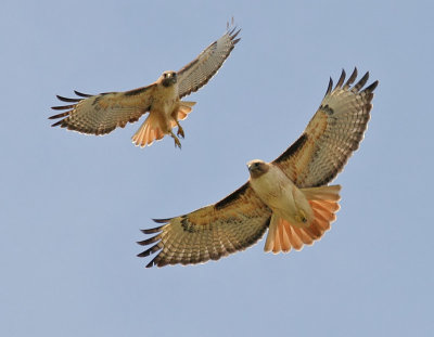 Red-tailed Hawk, Western form