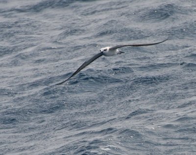 Bridled Tern