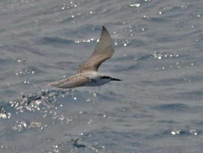 Bridled Tern