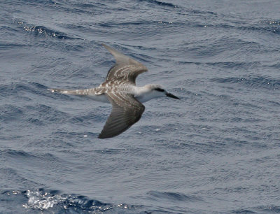 Bridled Tern