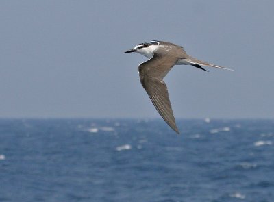 Bridled Tern