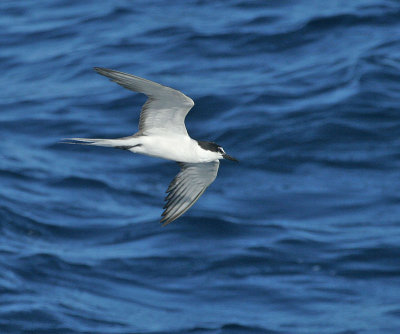 Bridled Tern