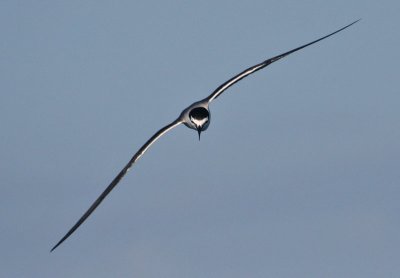 Bridled Tern