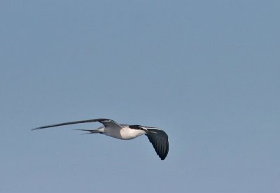 Bridled Tern