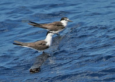 Bridled Tern