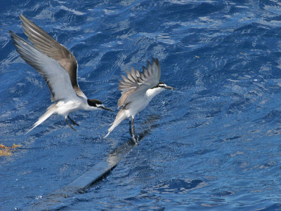 Bridled Tern