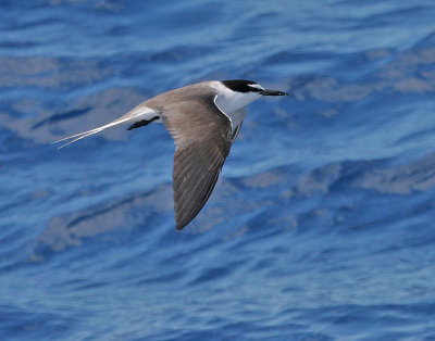 Bridled Tern