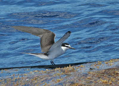 Bridled Tern