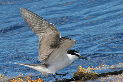 Bridled Tern