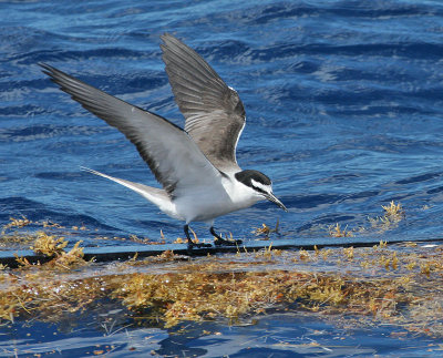 Bridled Tern