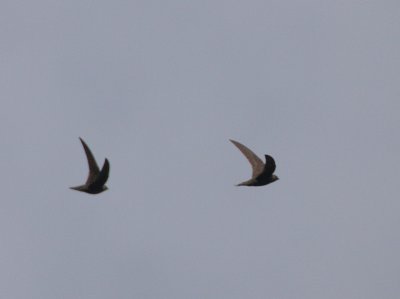 Black Swift