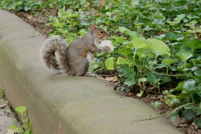 Squirrel