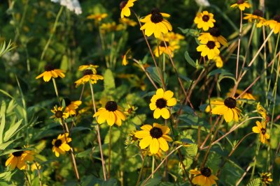 Black-Eyed Susans, Whitney Water Purification Park