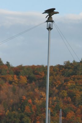 Bird Light