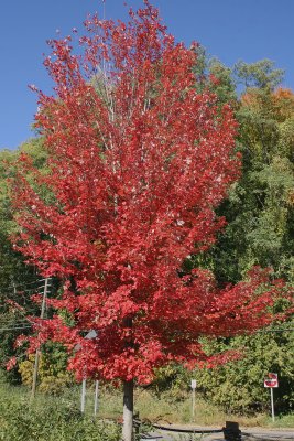 Red Tree, Annsville Creek