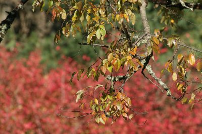 Yard Trees