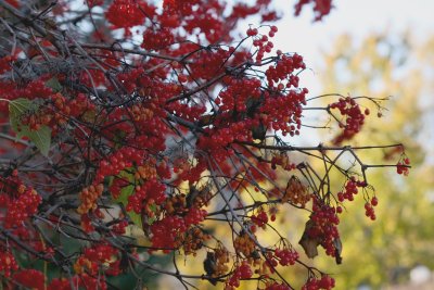Berries
