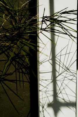 bamboo