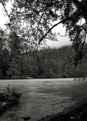 Forest Meets River  B&W