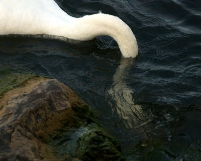 swan