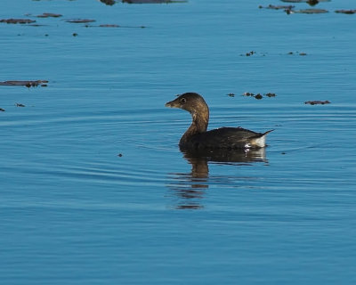 Pied-billed Grebe 1