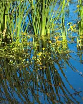 swamp flora