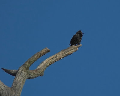 crow or starling?