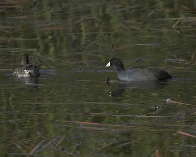 American Coot 3
