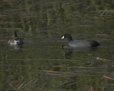 American Coot 3