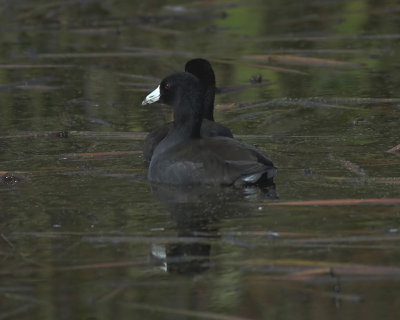 American Coot 2