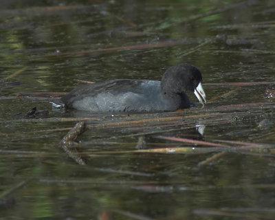 American Coot 1