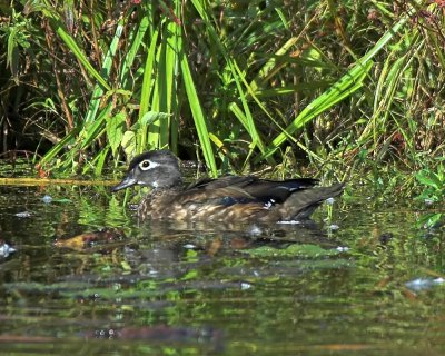 Wood Duck 4