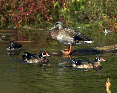 Wood Duck 3