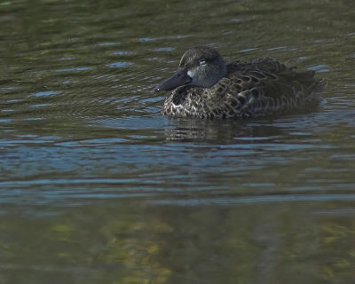 Green Winged Teal