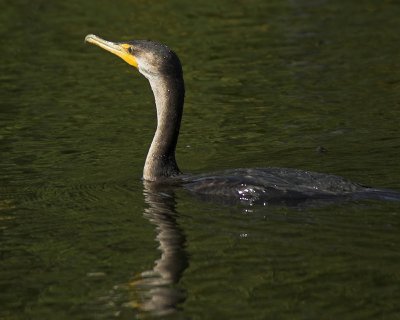 Double-crested Cormorant