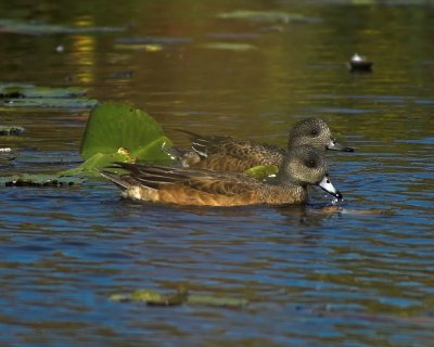 American Wigeon