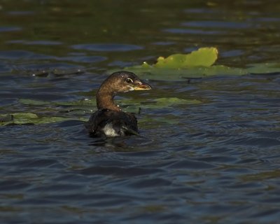 Pied-billed Grebe  2