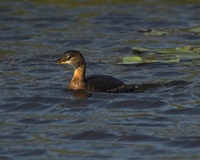 Pied-billed Grebe 3