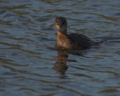 Pied-billed Grebe 4