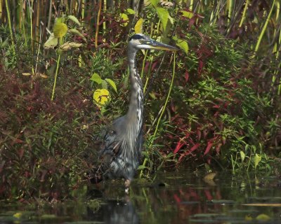 Great Blue Heron 1